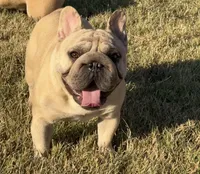 Chili carry’s PINK & Rojo, a male French Bulldog for sale in Checotah, OK – 5 of 7
