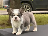 Kodiak panda husky , a male French Bulldog for sale in Checotah, OK – 4 of 10
