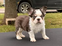 Puddin Pop Panda Husky Fluffy boy , a male French Bulldog for sale in Checotah, OK – 5 of 7