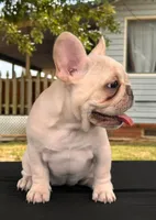 Mindy , a female French Bulldog for sale in Checotah, OK – 7 of 10