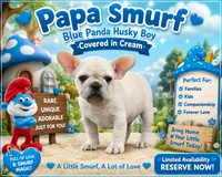 Papa Smurf , a male French Bulldog for sale in Checotah, OK – 1 of 8