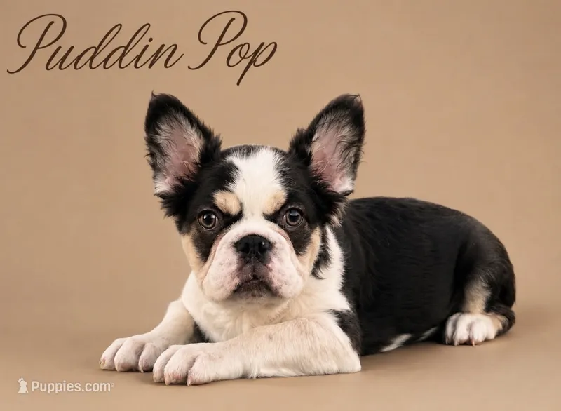 Puddin Pop- REDUCED LIMITED TIME ONLY- HURRY  – French Bulldog puppy for sale in Checotah, OK