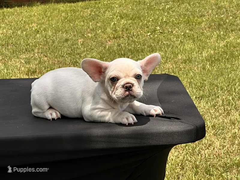 Polar  – French Bulldog puppy for sale in Checotah, OK