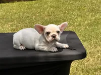 Polar , a male French Bulldog for sale in Checotah, OK – 3 of 5