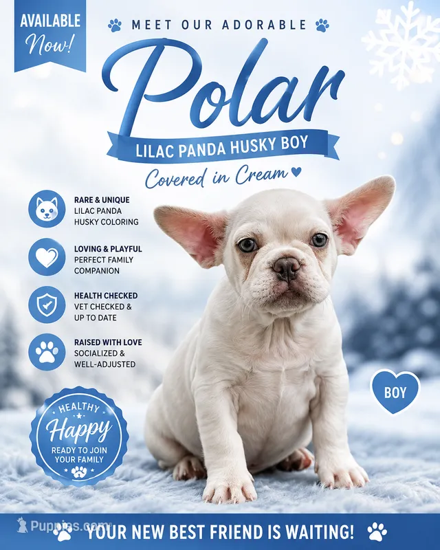 Polar  – French Bulldog puppy for sale in Checotah, OK