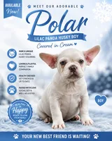 Polar , a male French Bulldog for sale in Checotah, OK – 1 of 5