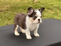 Puddin Pop Panda Husky Fluffy boy , a male French Bulldog for sale in Checotah, OK – 6 of 7