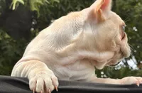 Mindy , a female French Bulldog for sale in Checotah, OK – 10 of 10