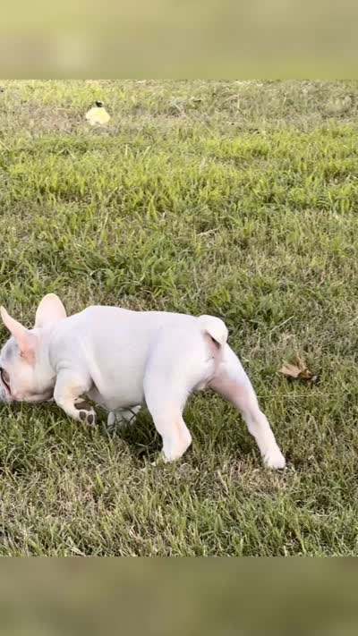 Papa Smurf , a male French Bulldog for sale in Checotah, OK – 6 of 6