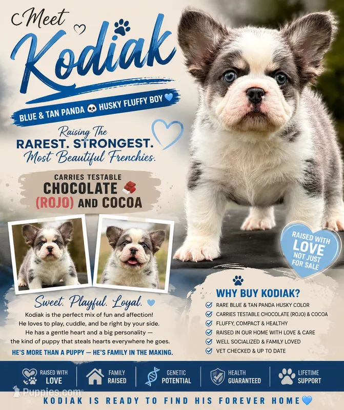 Kodiak panda husky  – French Bulldog puppy for sale in Checotah, OK