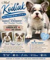 Kodiak panda husky , a male French Bulldog for sale in Checotah, OK – 1 of 10