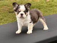 Puddin Pop Panda Husky Fluffy boy , a male French Bulldog for sale in Checotah, OK – 3 of 7