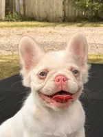 Pink Confetti, a female French Bulldog for sale in Checotah, OK – 4 of 8