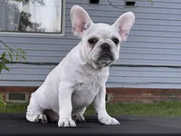 Papa Smurf , a male French Bulldog for sale in Checotah, OK – 4 of 6