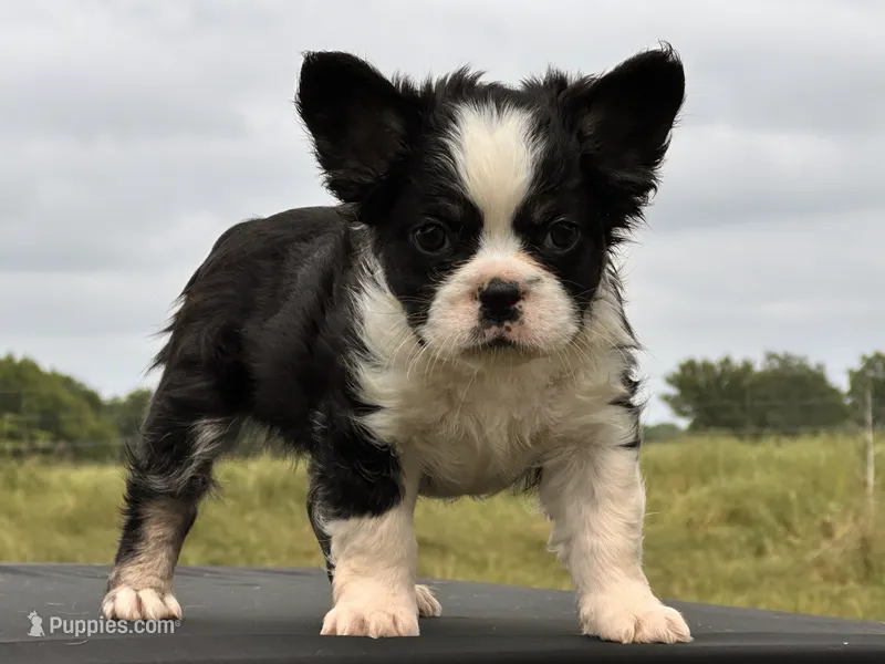 KUNG-FU-PANDA  – French Bulldog puppy for sale in Checotah, OK