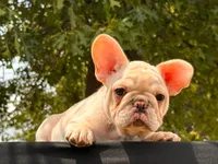 Mindy , a female French Bulldog for sale in Checotah, OK – 6 of 10