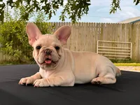 Mindy , a female French Bulldog for sale in Checotah, OK – 9 of 10