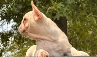 Mindy , a female French Bulldog for sale in Checotah, OK – 4 of 10