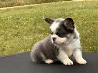 Kodiak panda husky , a male French Bulldog for sale in Checotah, OK – 3 of 10