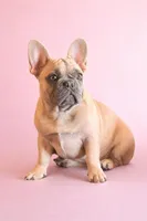 Peanut Brittle, a female French Bulldog for sale in Checotah, OK – Photo 3 of 3