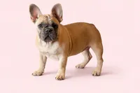 Peanut Brittle, a female French Bulldog for sale in Checotah, OK – Photo 2 of 3
