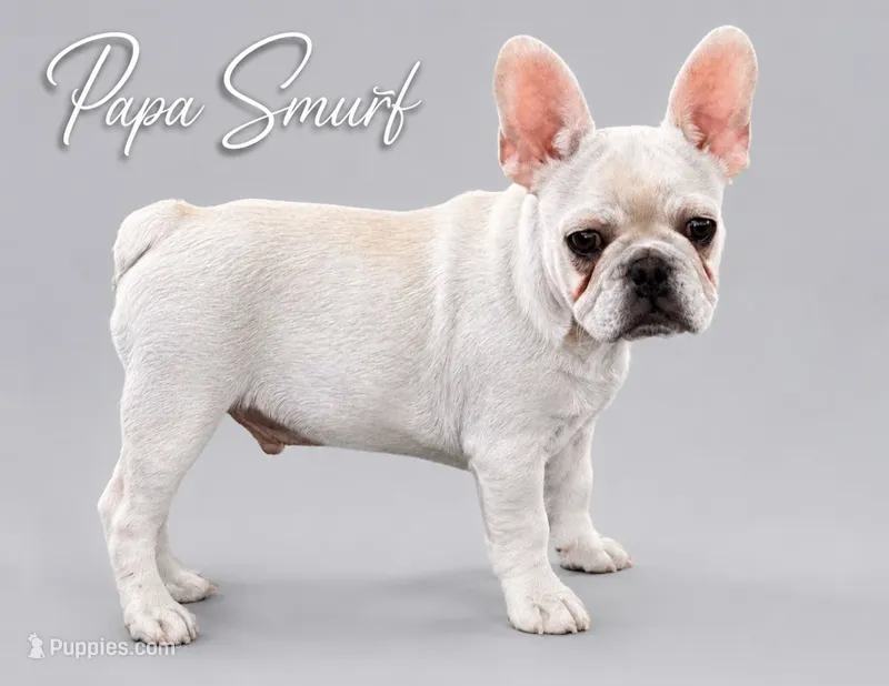 Papa Smurf- REDUCED LIMITED TIME  – French Bulldog puppy for sale in Checotah, OK