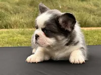 Kodiak panda husky , a male French Bulldog for sale in Checotah, OK – 9 of 10
