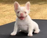 Pink Confetti, a female French Bulldog for sale in Checotah, OK – 6 of 8