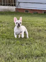 Polar , a male French Bulldog for sale in Checotah, OK – 5 of 6