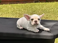 Polar , a male French Bulldog for sale in Checotah, OK – 4 of 5