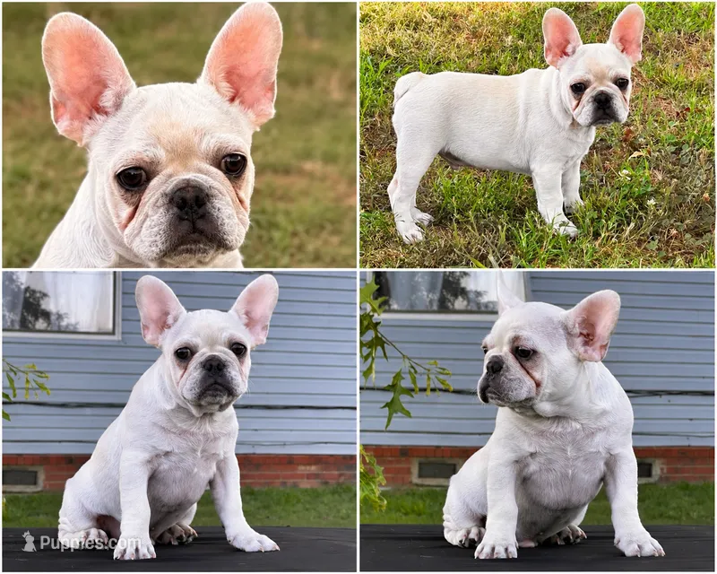 Papa Smurf  – French Bulldog puppy for sale in Checotah, OK