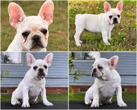 Papa Smurf , a male French Bulldog for sale in Checotah, OK – 1 of 6