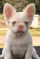 Pink Confetti, a female French Bulldog for sale in Checotah, OK – 7 of 8