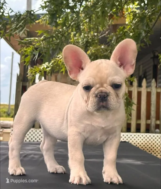 Pearl  – French Bulldog puppy for sale in Checotah, OK