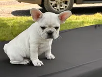 Papa Smurf , a male French Bulldog for sale in Checotah, OK – 6 of 8