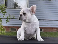 Papa Smurf , a male French Bulldog for sale in Checotah, OK – 3 of 6