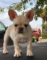 Pearl , a female French Bulldog for sale in Checotah, OK – 3 of 5