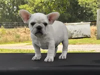 Papa Smurf , a male French Bulldog for sale in Checotah, OK – 3 of 8