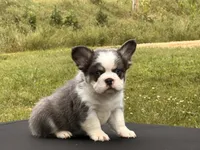 Kodiak panda husky , a male French Bulldog for sale in Checotah, OK – 8 of 10