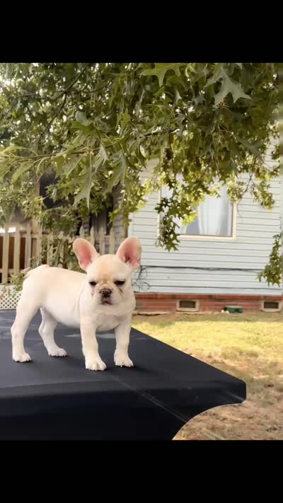Pearl , a female French Bulldog for sale in Checotah, OK – 5 of 5