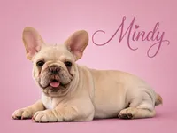 Mindy , a female French Bulldog for sale in Checotah, OK – 2 of 9