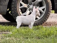Polar , a male French Bulldog for sale in Checotah, OK – 2 of 6