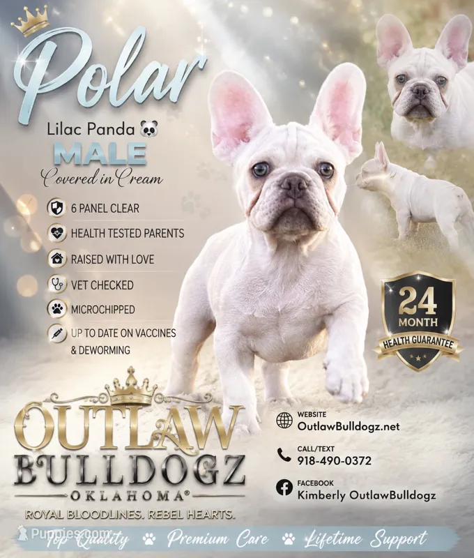 Polar  – French Bulldog puppy for sale in Checotah, OK