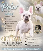 Polar- REDUCED LIMITED TIME- HURRY , a male French Bulldog for sale in Checotah, OK – 1 of 3