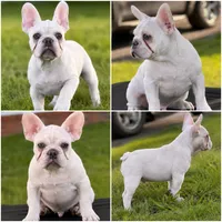 Polar , a male French Bulldog for sale in Checotah, OK – 1 of 6