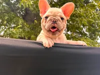 Mindy , a female French Bulldog for sale in Checotah, OK – 3 of 10