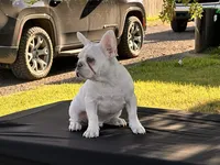 Polar , a male French Bulldog for sale in Checotah, OK – 3 of 6