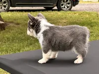 Kodiak panda husky , a male French Bulldog for sale in Checotah, OK – 7 of 10