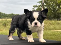 KUNG-FU-PANDA , a male French Bulldog for sale in Checotah, OK – 4 of 5