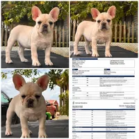 Pearl , a female French Bulldog for sale in Checotah, OK – 4 of 5